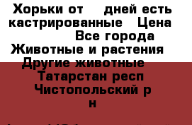   Хорьки от 35 дней есть кастрированные › Цена ­ 2 000 - Все города Животные и растения » Другие животные   . Татарстан респ.,Чистопольский р-н